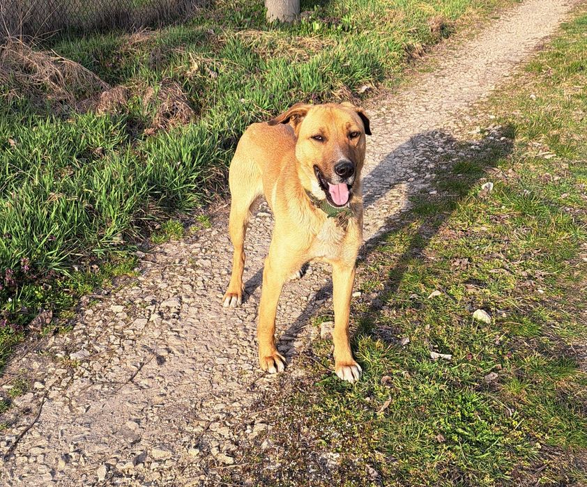 Подарява се куче