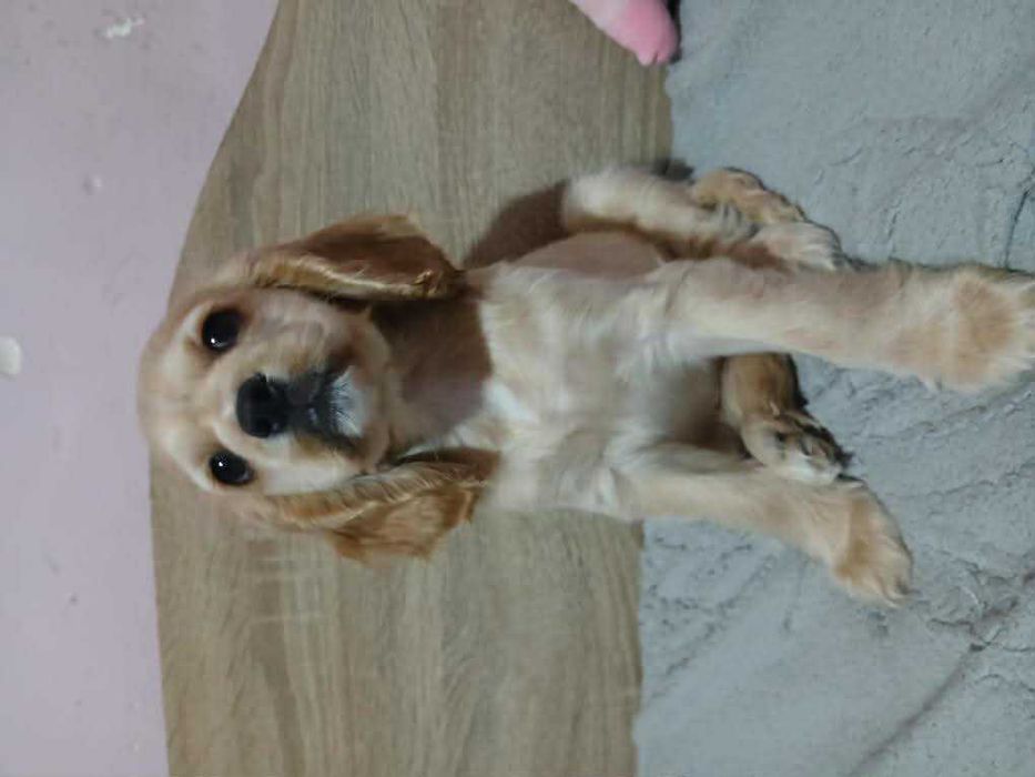 продава се женско куче Кокер шпаньол