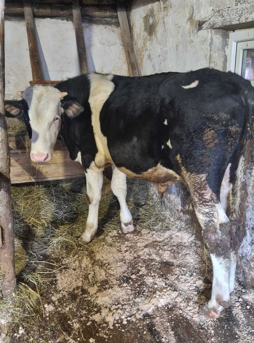 Tauras holstein 10 luni