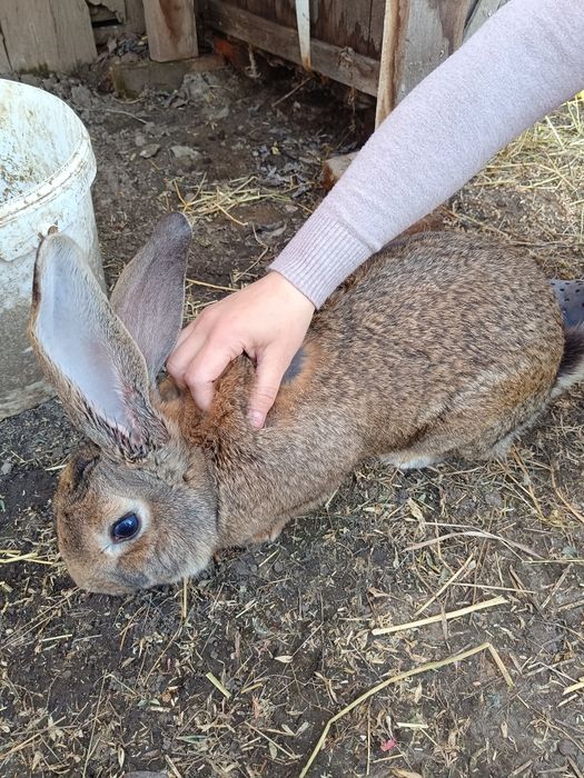 Vând mascul belgian