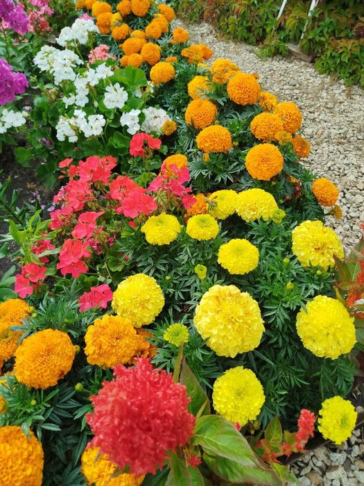 продам дачу с/о Борки