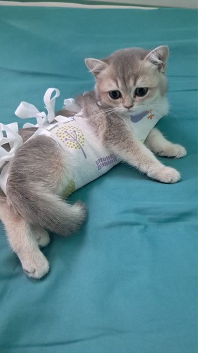продам котенка , 4 месяца, девочка британка