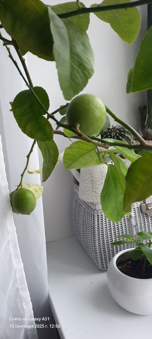 продам лимоны плодоносящие