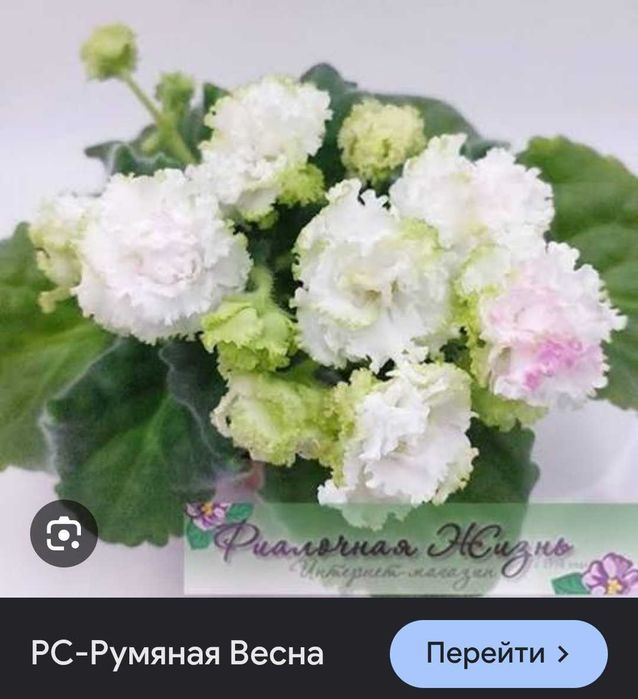 Фиалки 10 сортов.