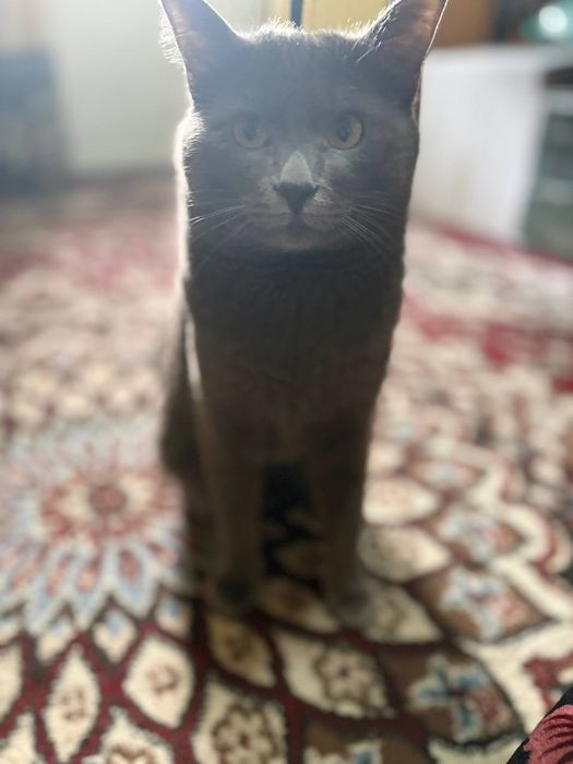 Ищем подружку для вязки