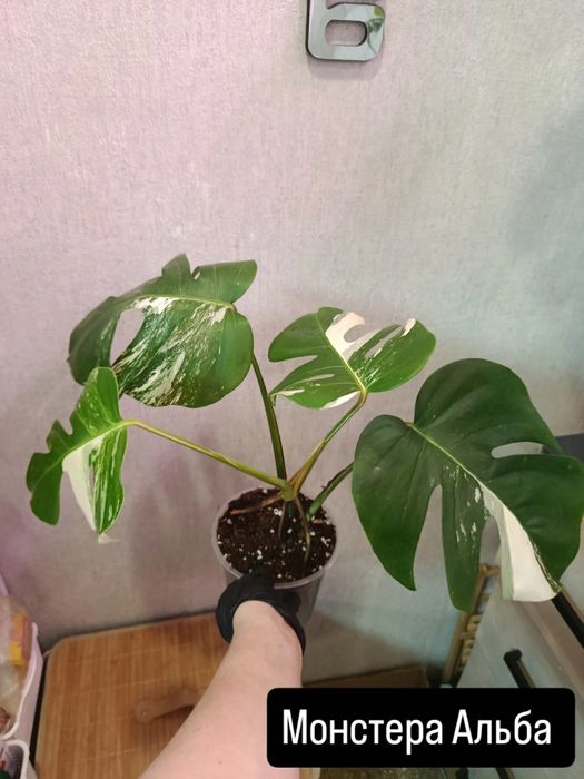 Большой выбор цветов .