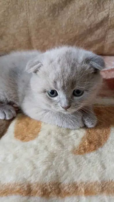 Продам вислоухих шотландских котят