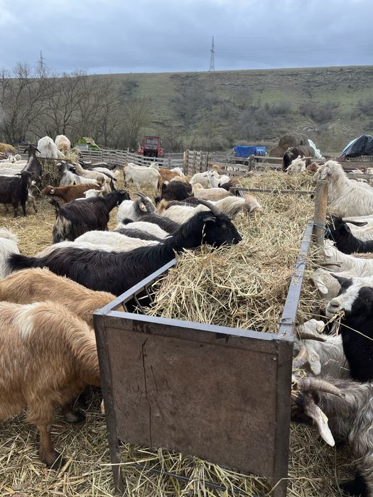 Capre bune de vanzare