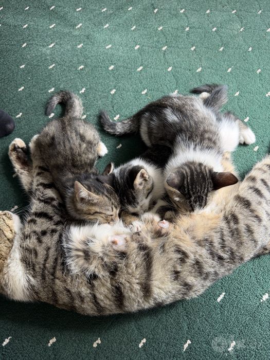 Отдам даром котят