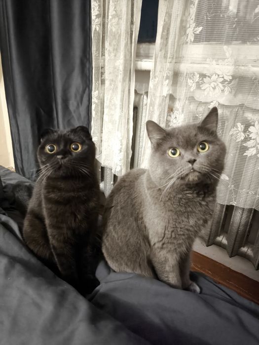 Британцы вислоухие котята