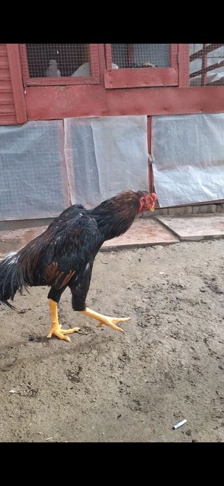 Дакан, Бойцов  шамо