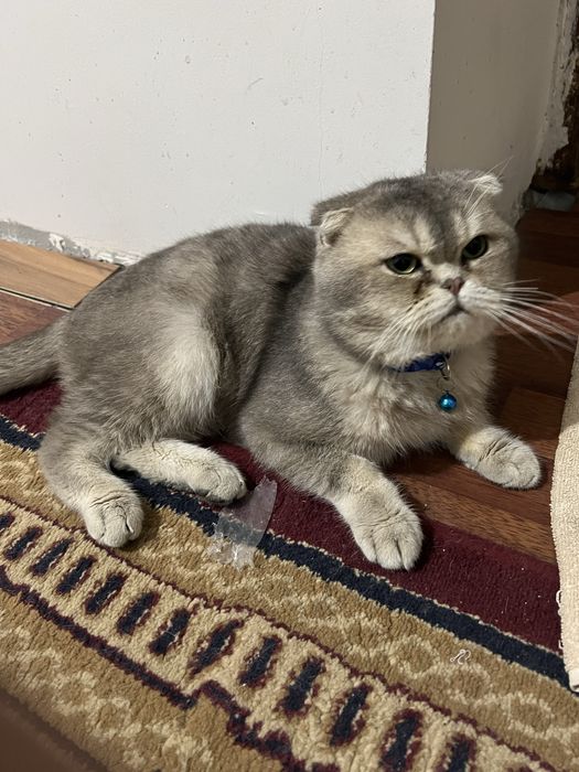 скоттиш фолд золото серебристый