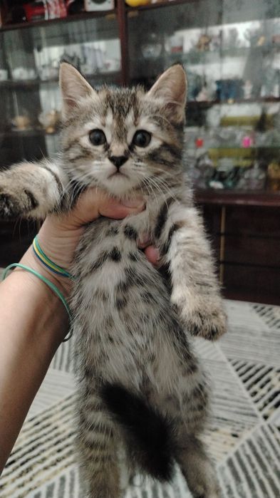 Здоровые красивые породистые умненькие котята