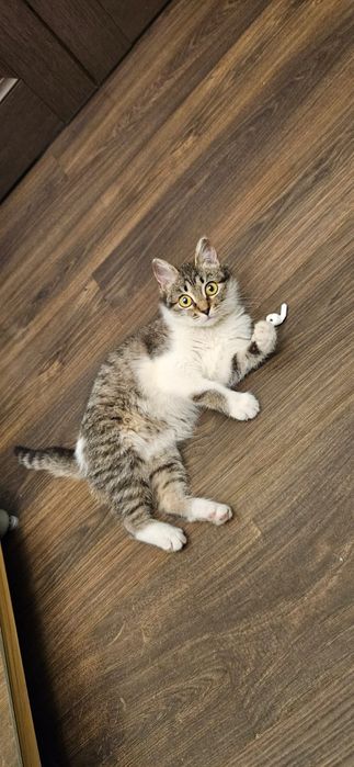 Котёнок 7 месяцев