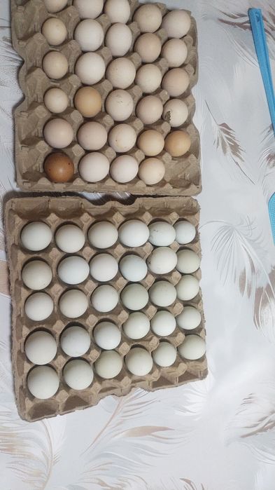 Инкубационные яйца