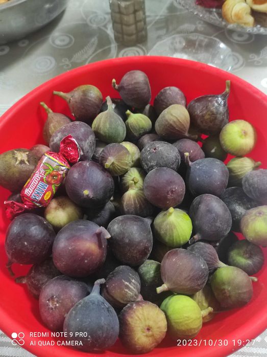 Продам саженцы плодовых деревьев