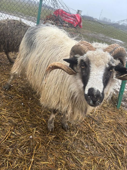 Vând o capră cu iada și berbece