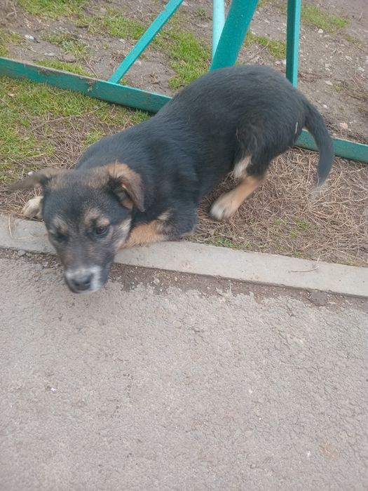 Отдадим щенка в добрые руки