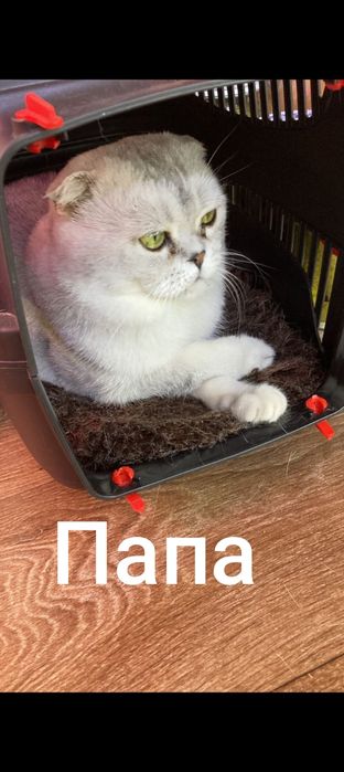 Резерв шотландцев