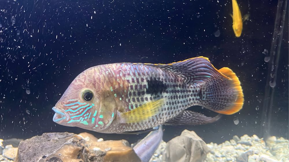 Продается  акара бирюзовая