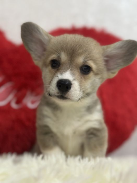 Шикарные малыши вельш корги