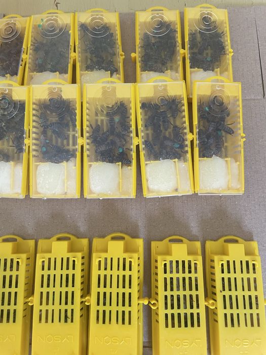 Пчелни майки и пчелни отводки