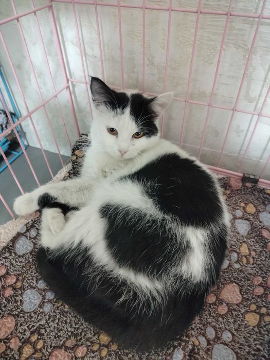 Отдадим кошек в добрые руки