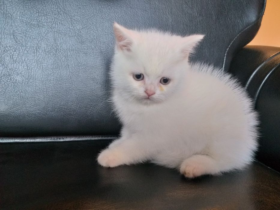 Vand fetita British shorthair!