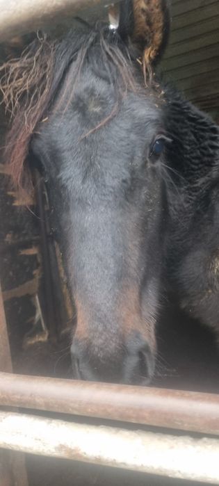 Полукровка англо-донская