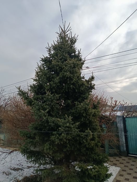 Продам живую ёлку