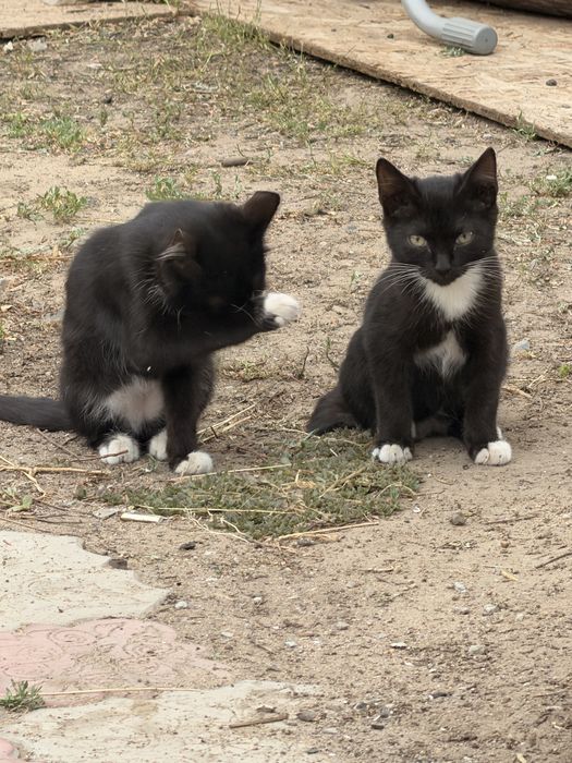 Котята бесплатно