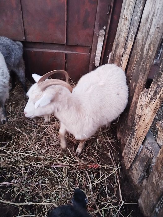 Ешкілер сатылады