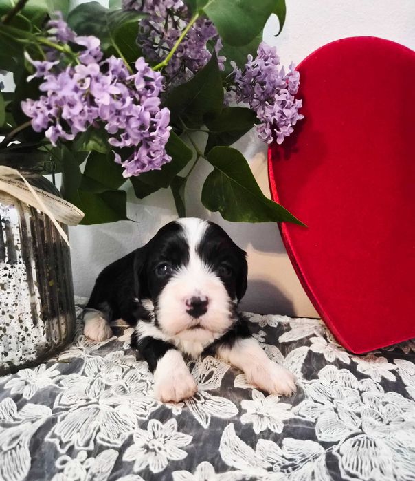 Bichon havanez cu pedigree, canisa autorizata ACHR si FCI