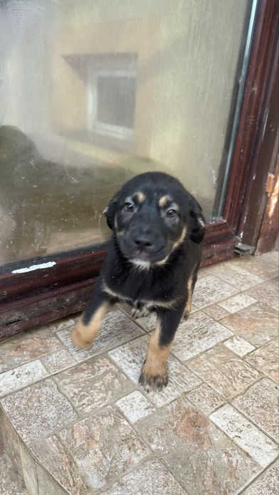 Donez 6 pui de caine