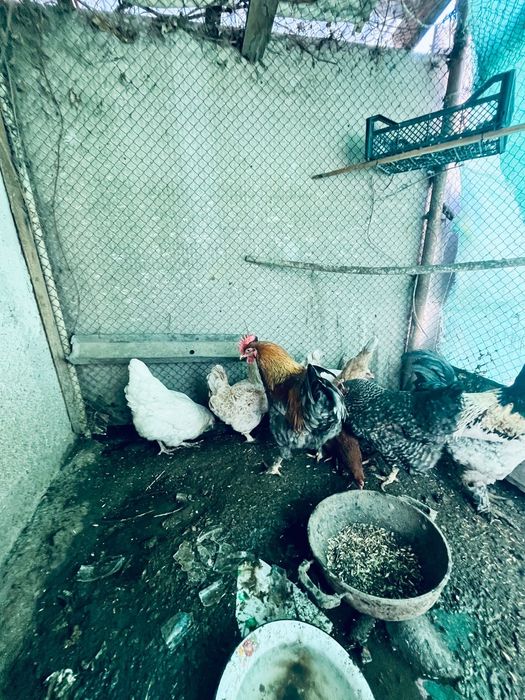 Тауық сатылады тоже коразда