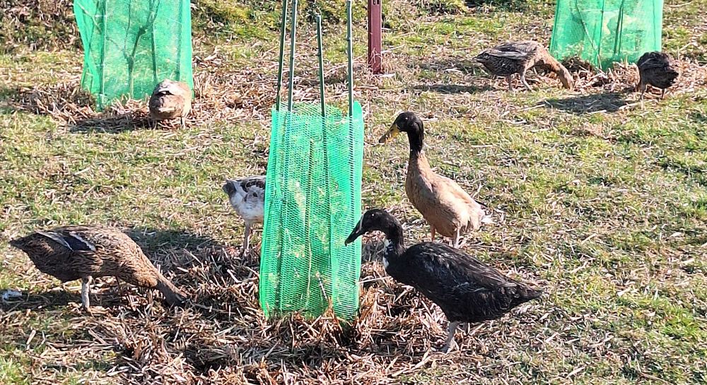 Oua de incubat Rate Indiene