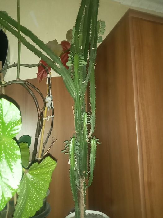 Продам цветок эуфобия