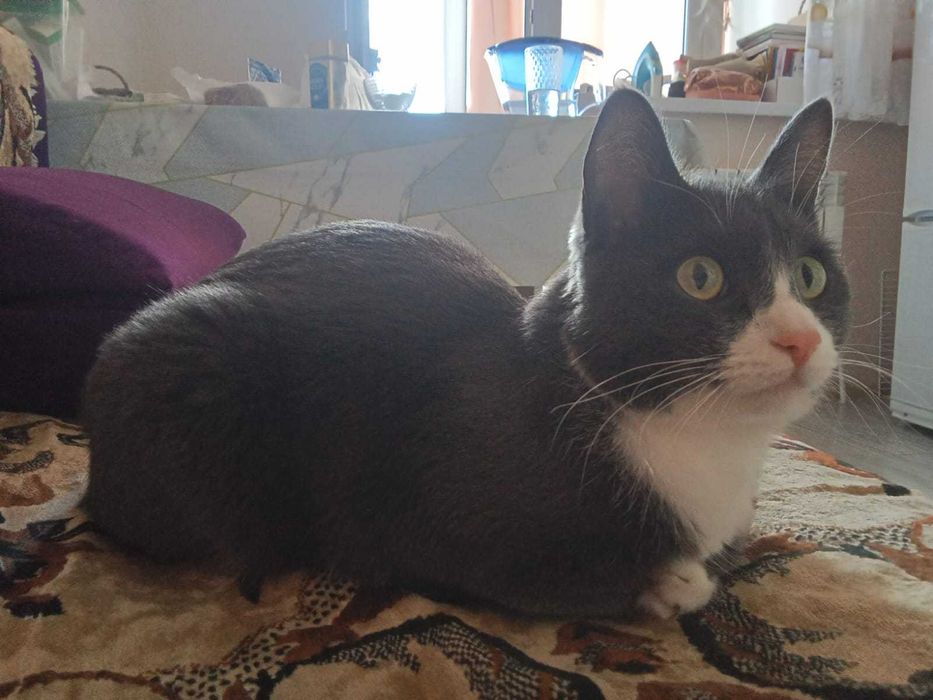 Домашний кот в добрые руки.