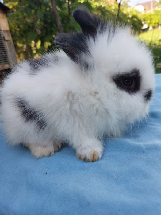 Iepuri pitici teddy,pui 7 saptamani