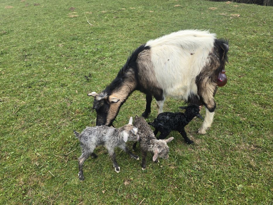 Mieluti de cateva zile!