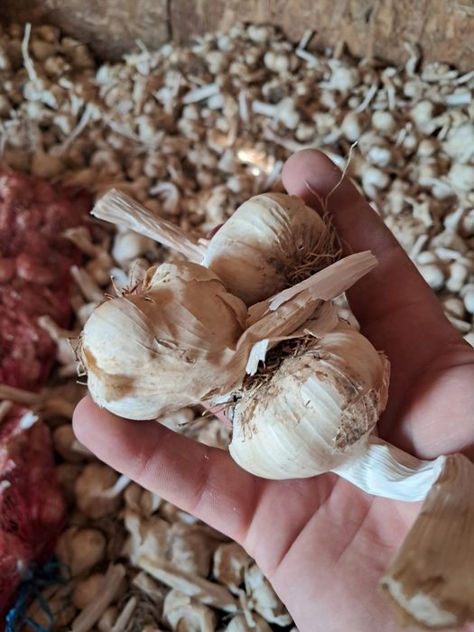 Usturoi BIO de toamnă