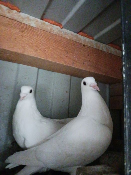 Vand porumbei voiajori albi