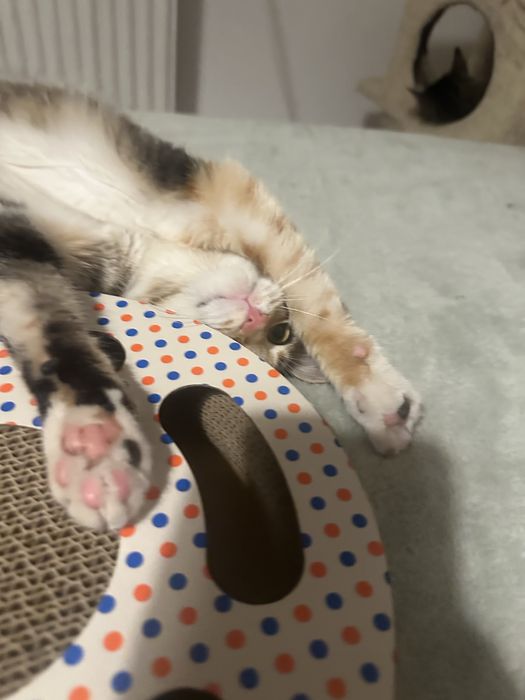 Pisicuta Calico cauta casuta