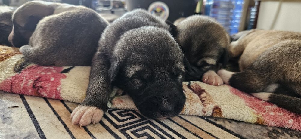 Собаки простые астана