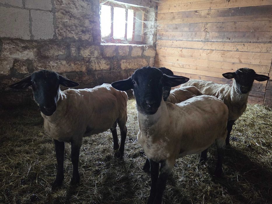 Berbeci Suffolk de vânzare