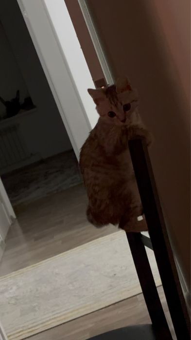 Отдам в добрые руки шотландского котёнка