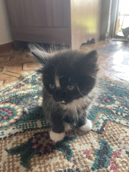 Котёнок девочка.