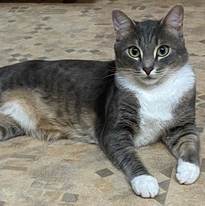 Пропал домашний кот