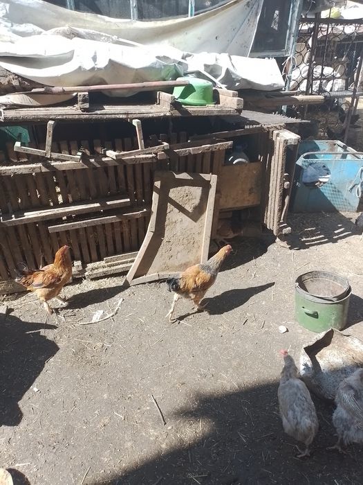 Продаю домашний петушки