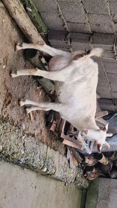 Коза ешкі Коза ешкі